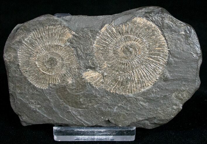 Dactylioceras Ammonites - Posidonia Shale #11130